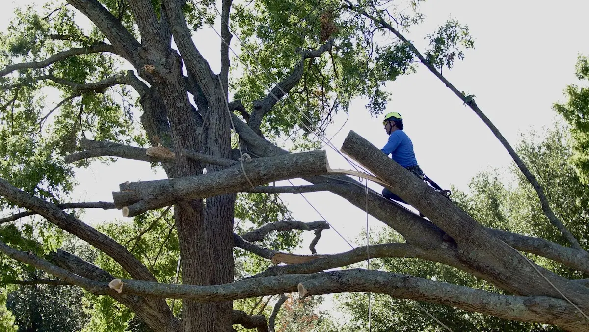 Professional Crown Thinning performed by certified arborists in Wanblee