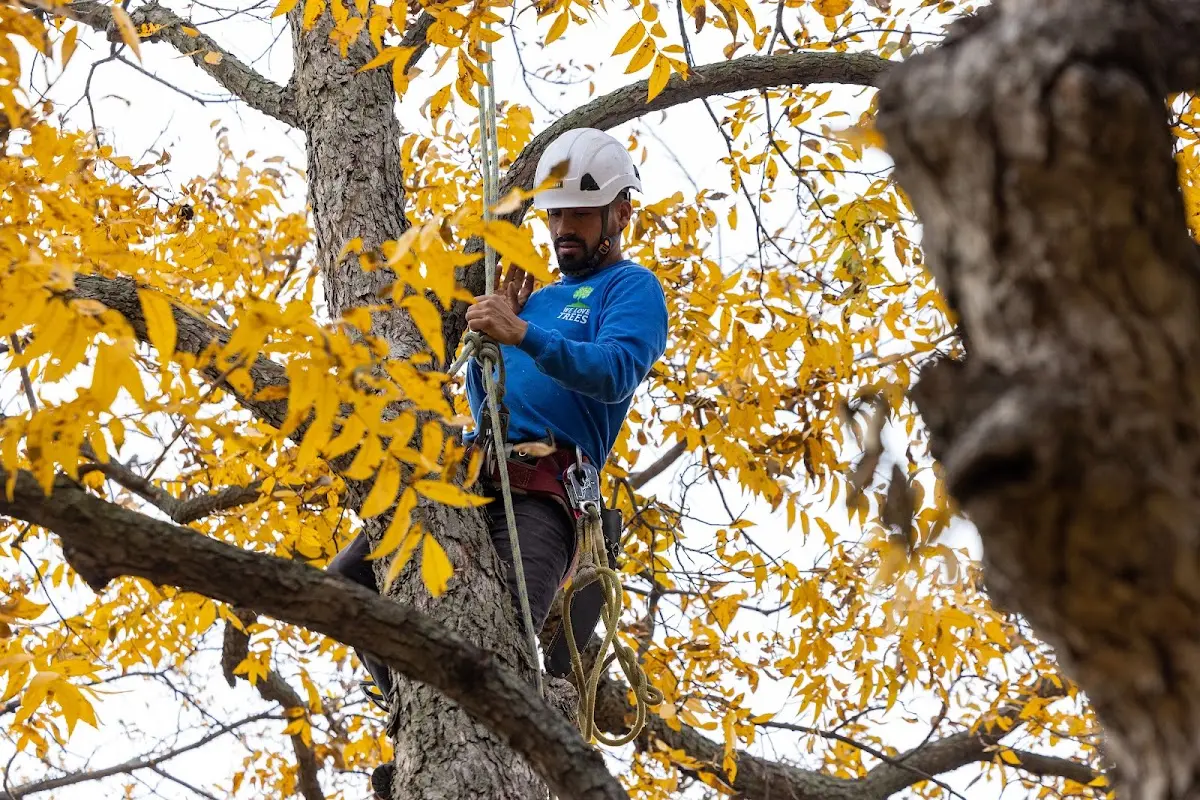 Skilled Tree Transplanting crew working in Wanblee